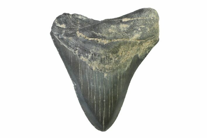 Serrated, Fossil Megalodon Tooth - Georgia #338666